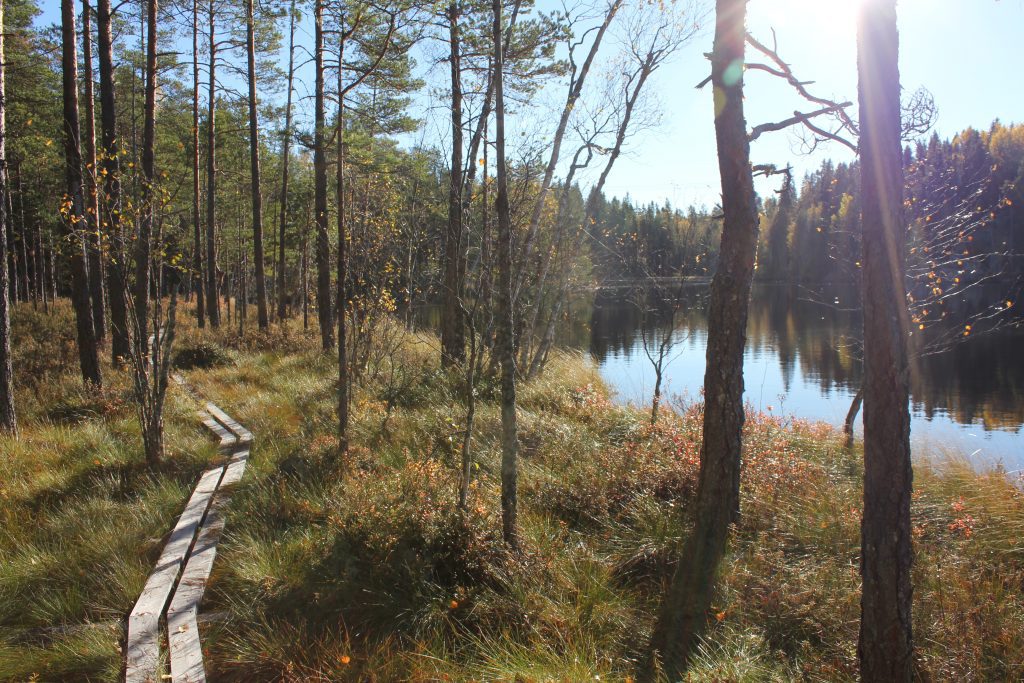 Hiking trail in the Ritajärvi nature reserve.